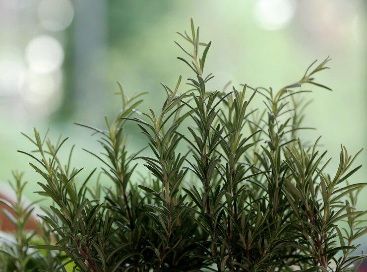 Dehydrated Rosemary Powder