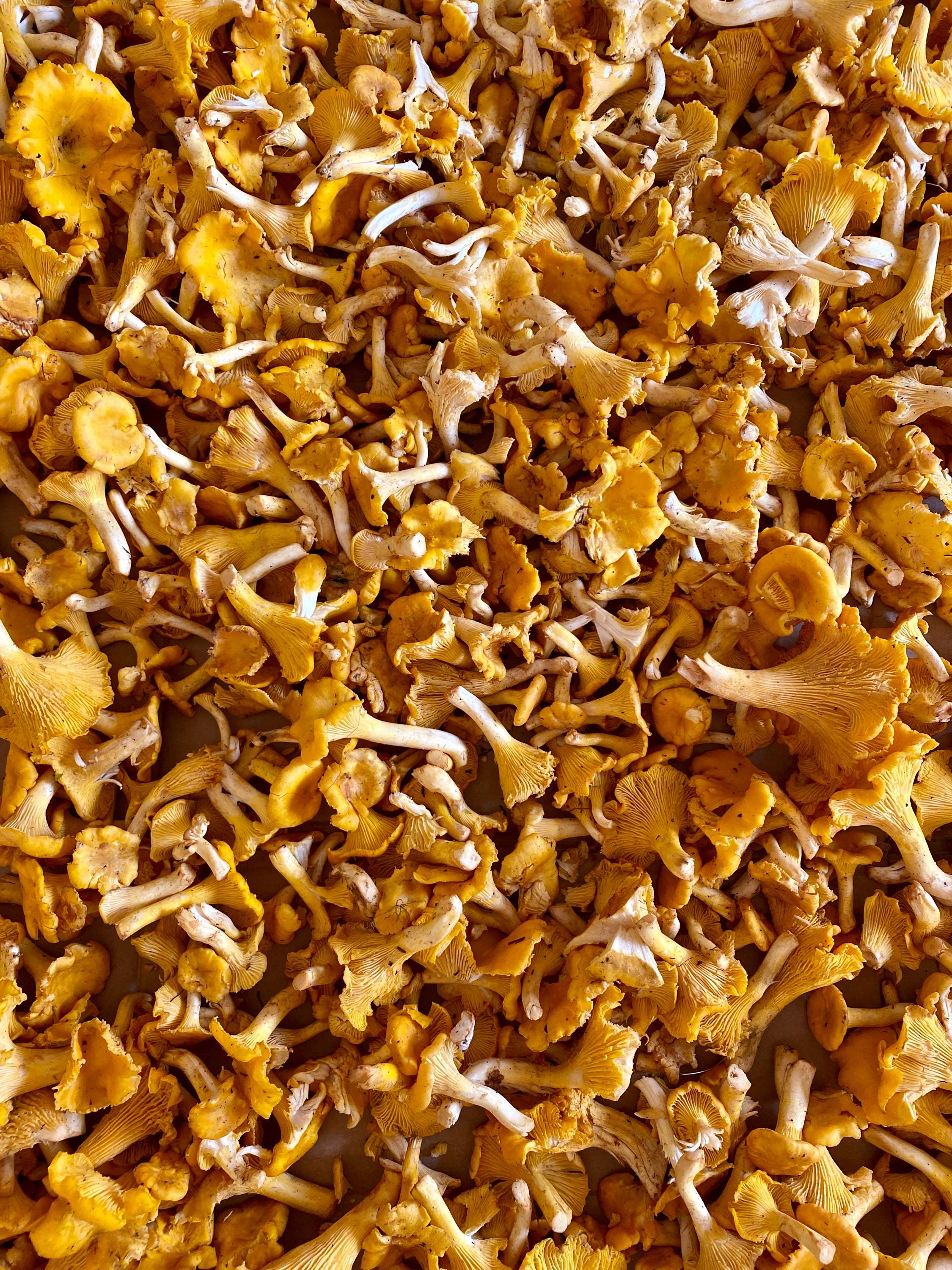 Dried Chanterelle Mushroom Powder