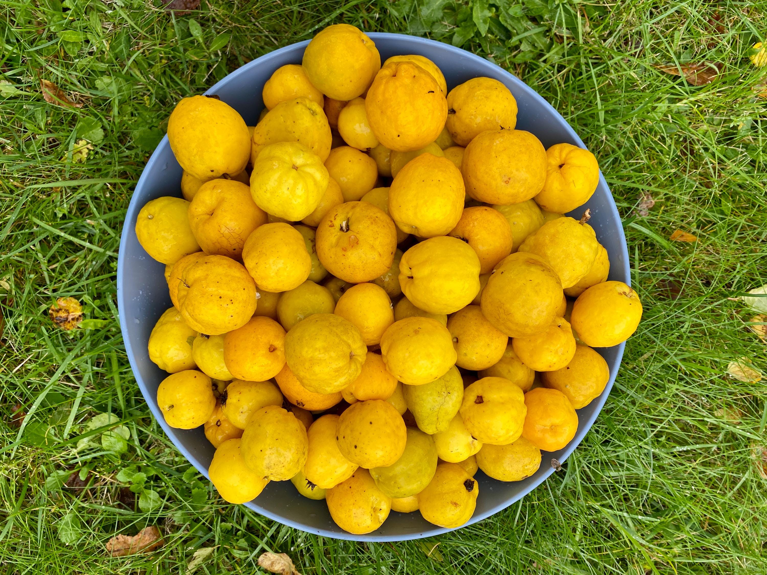Quince Powder
