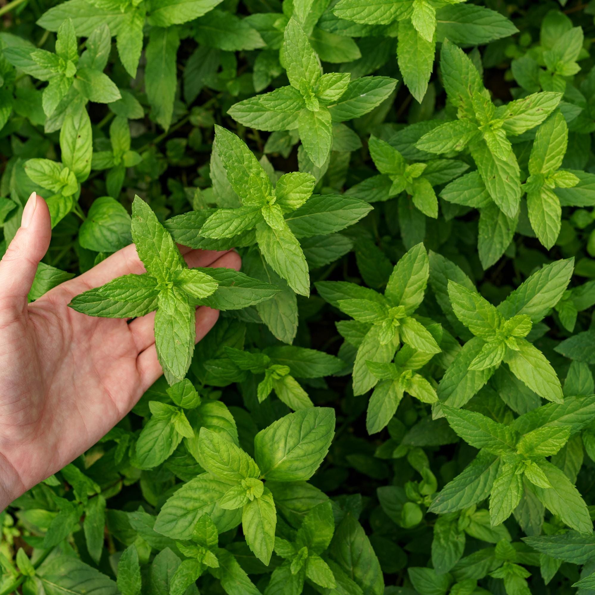 Dried Peppermint