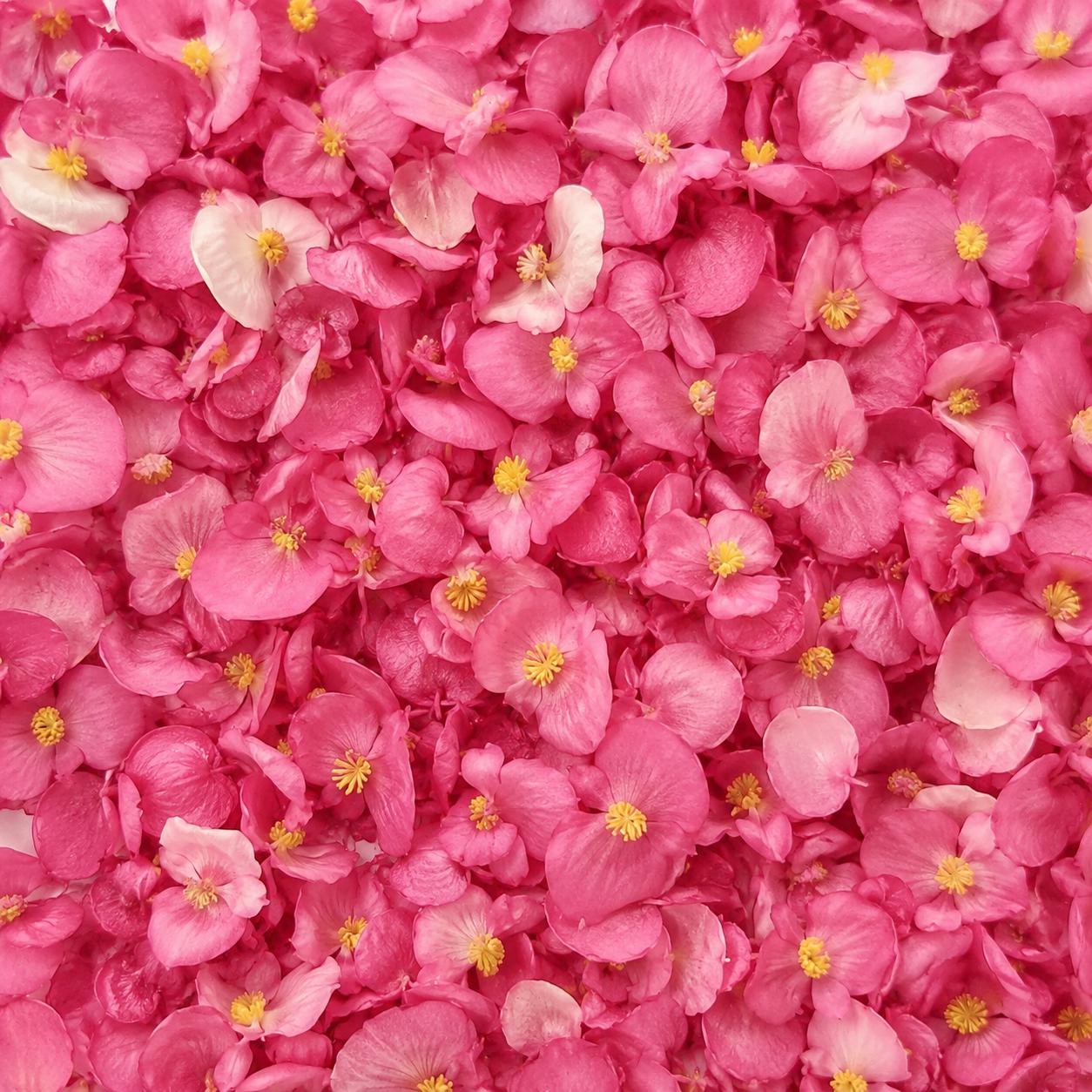 Dried Begonia Flowers (1g)
