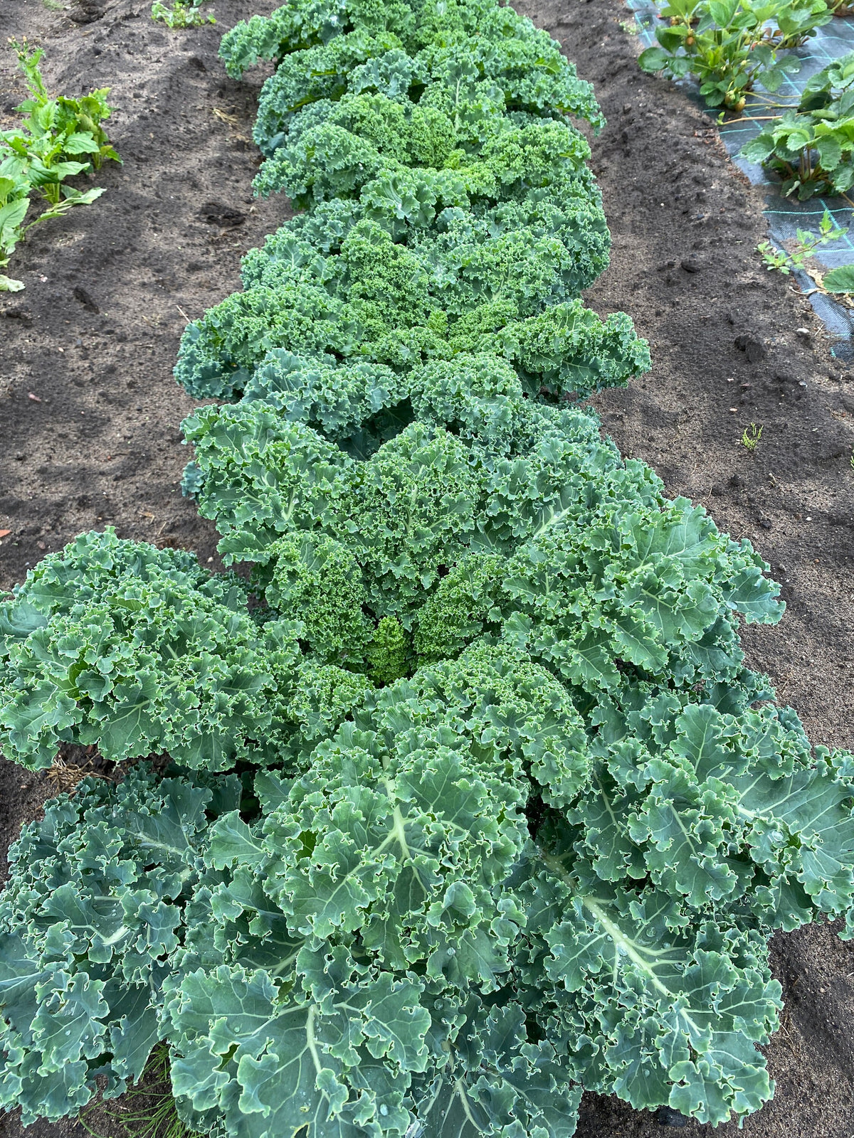 Dehydrated Kale Powder