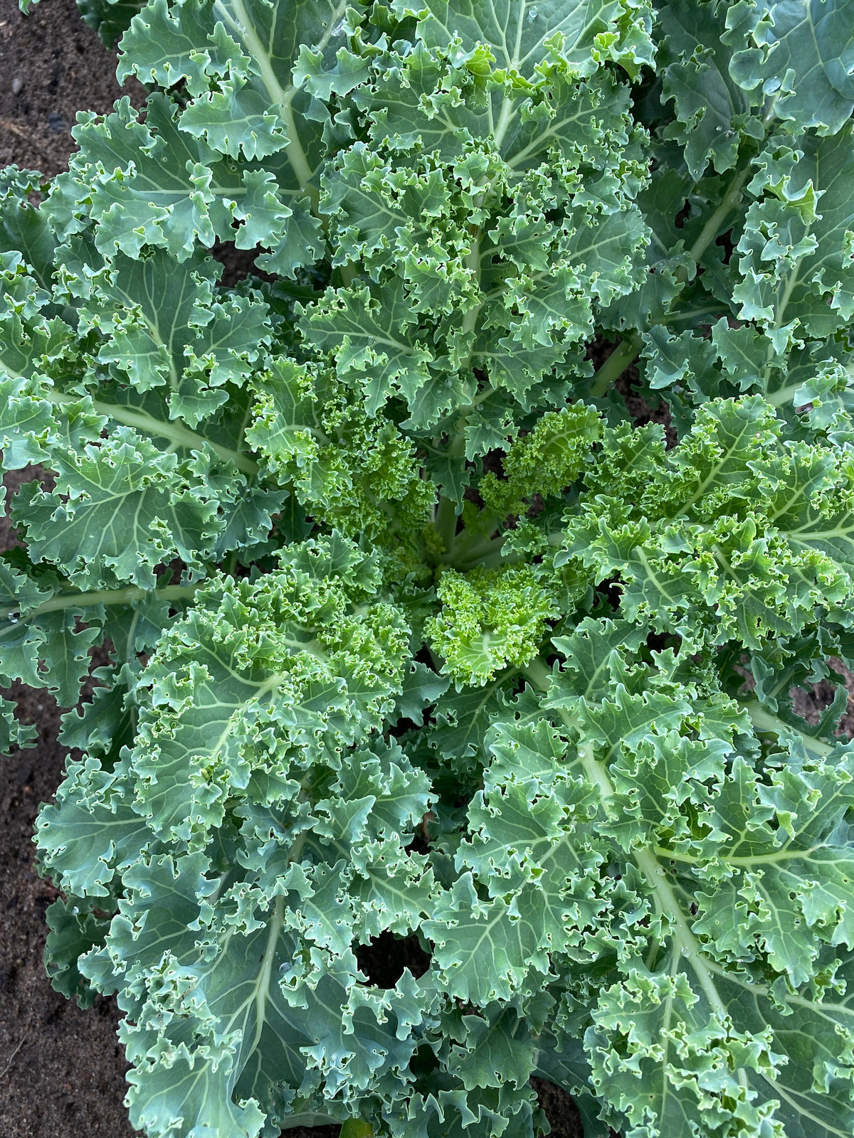 Dehydrated Kale Powder