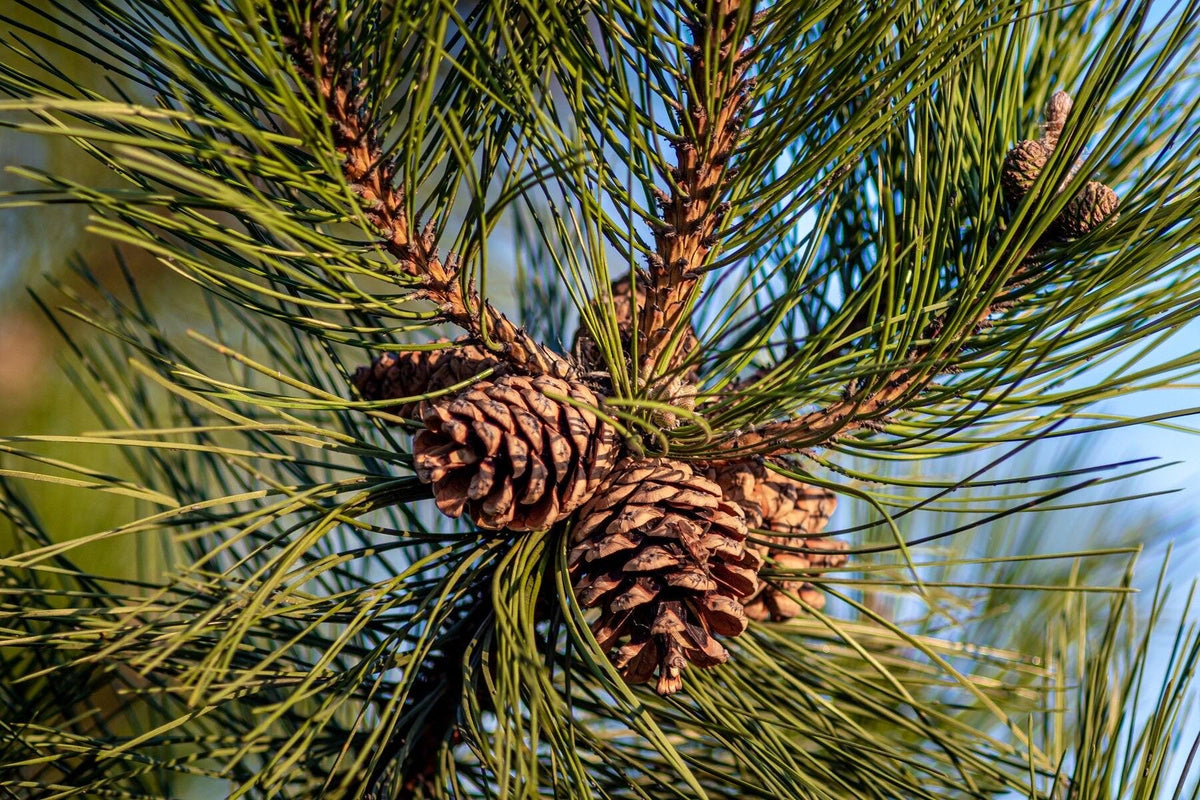 Pine Needle Powder